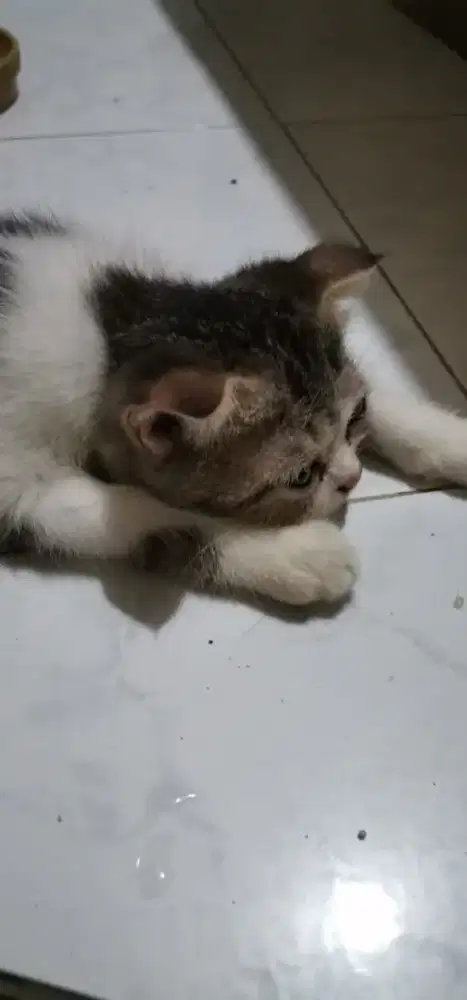 Kitten scotish murmer