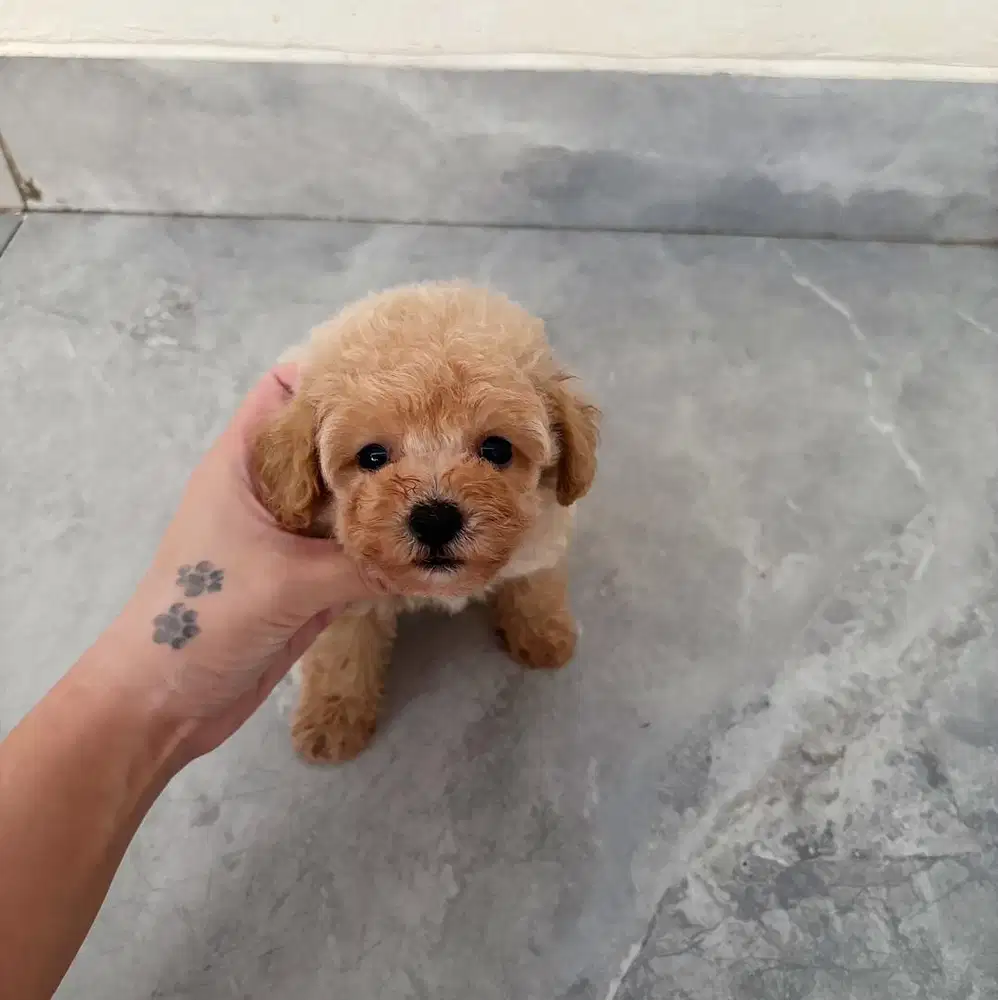 Jual poodle murah
