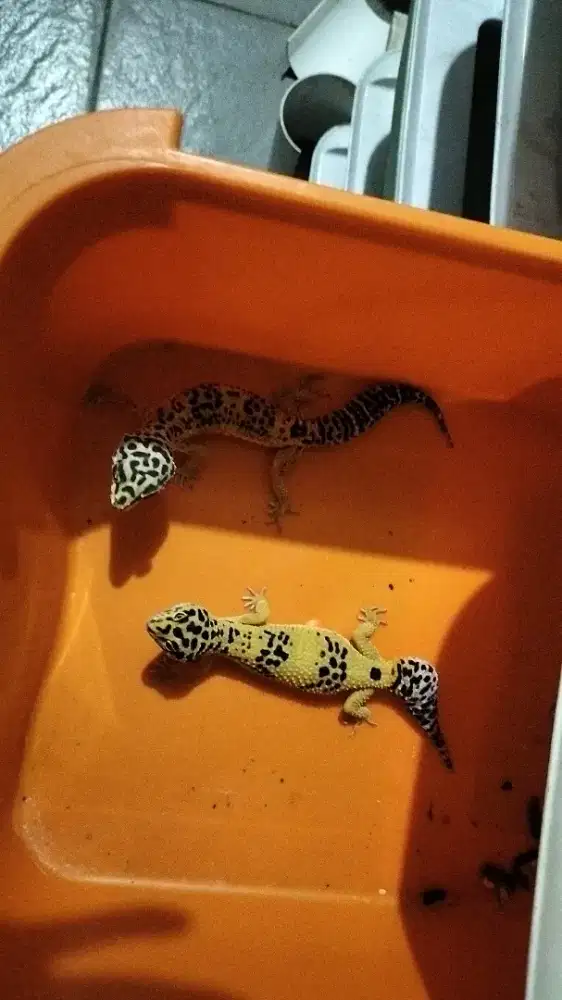 Leopard gecko lemon frost