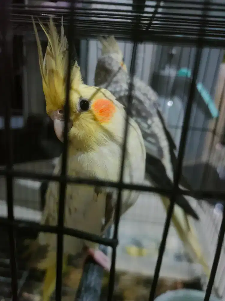 Dijual Cepat Burung Parkit Australia sepasang