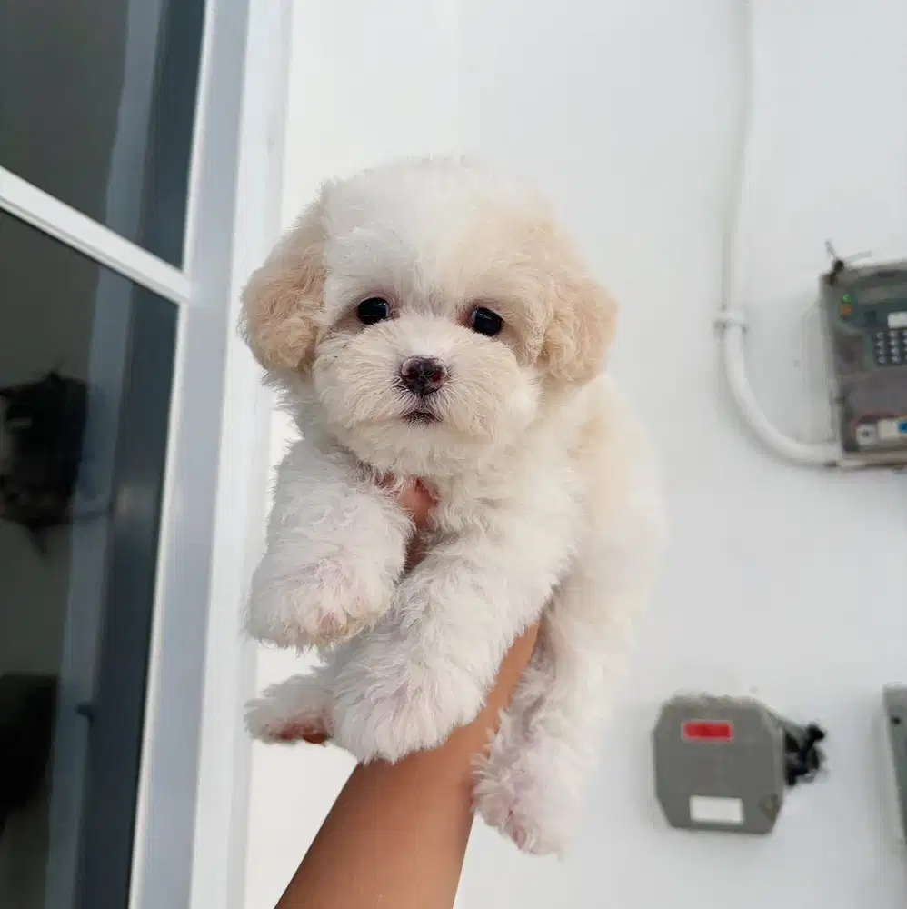 Poodle party murah