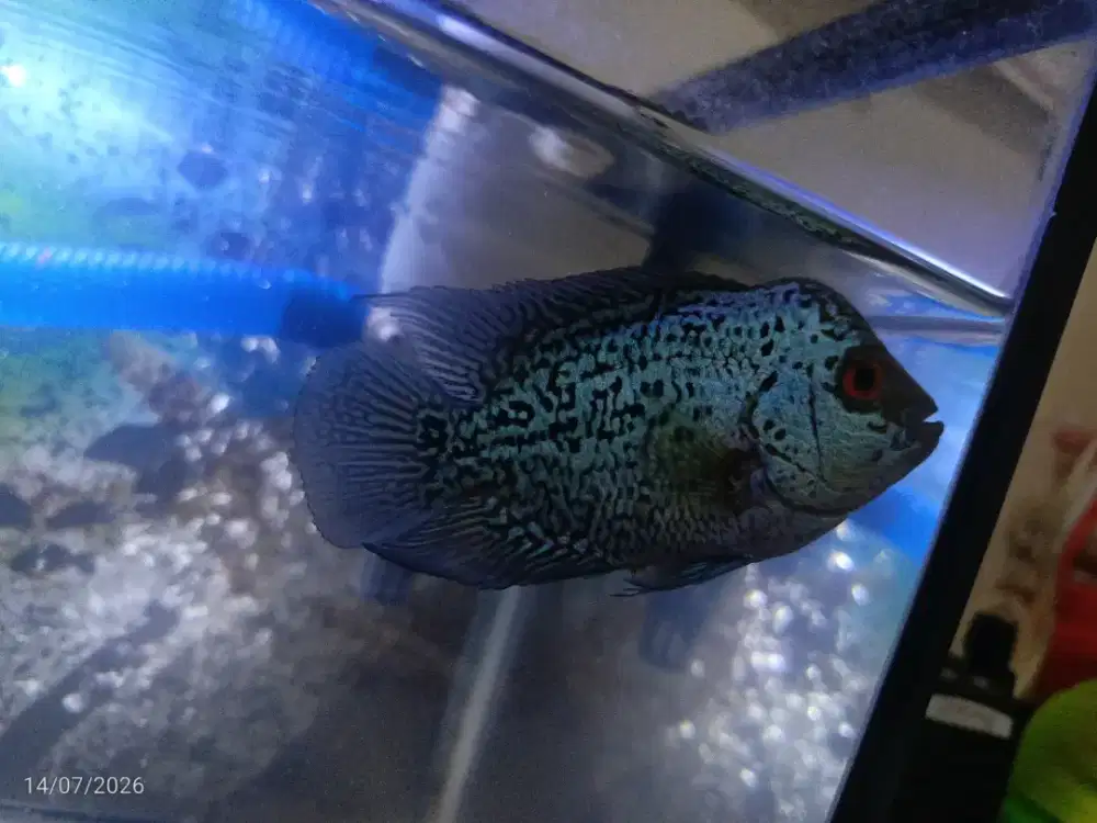 Ikan louhan anakan