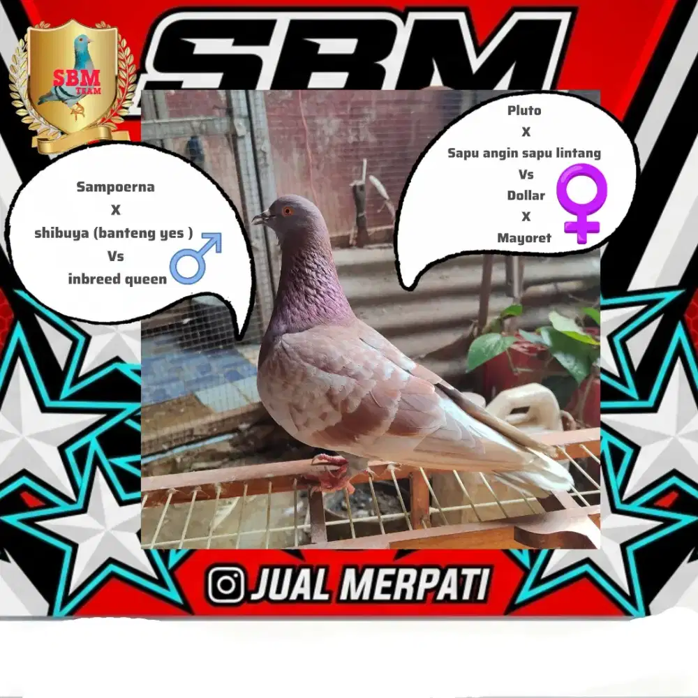Burung dara / merpati trah sepasang kolongan