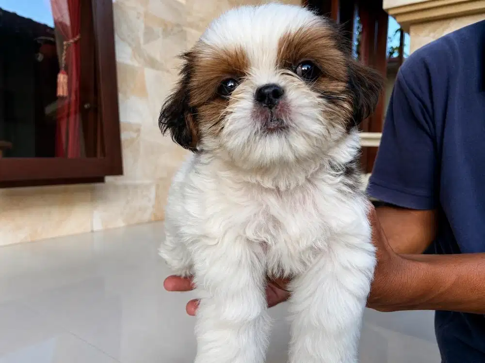 Dijual anak anjing shih tzu