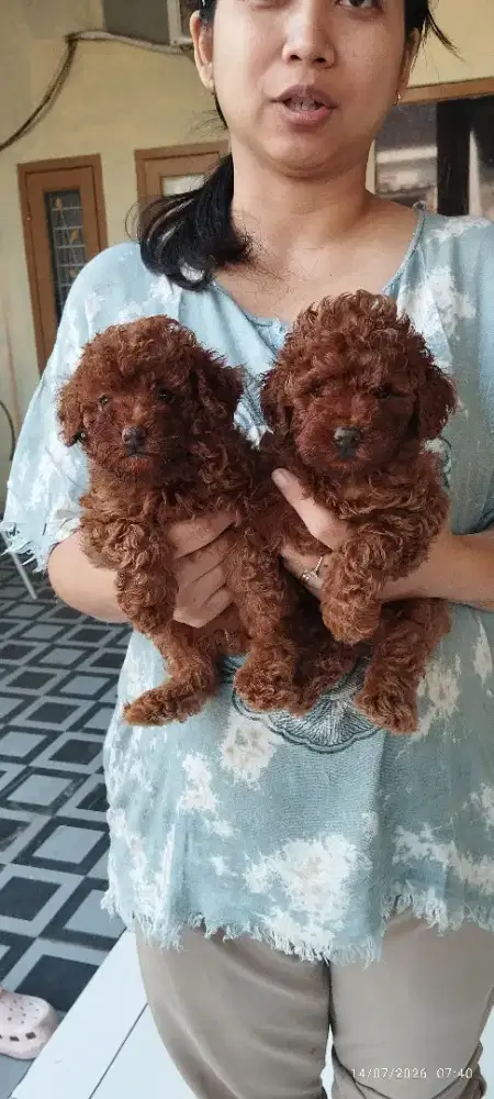 Red toy poodle betina