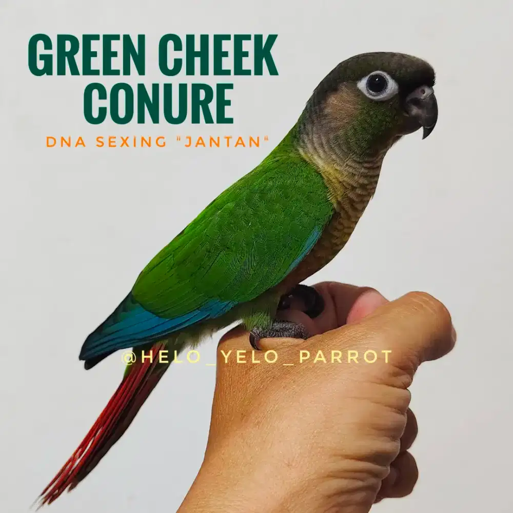 Green Cheek Conure GCC - JANTAN