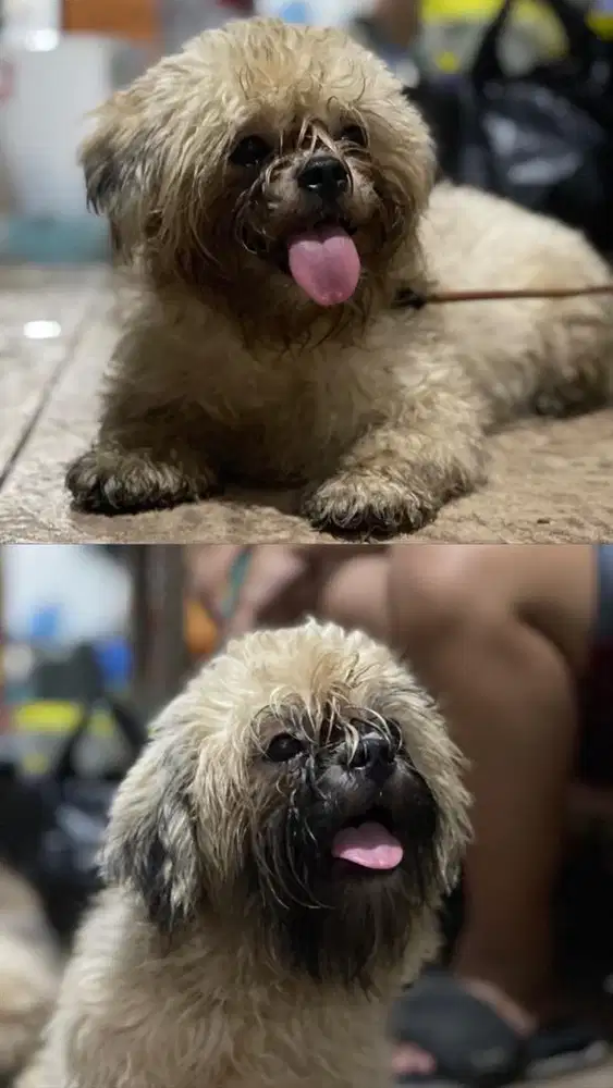 Anjing Shitzu 2 Ekor