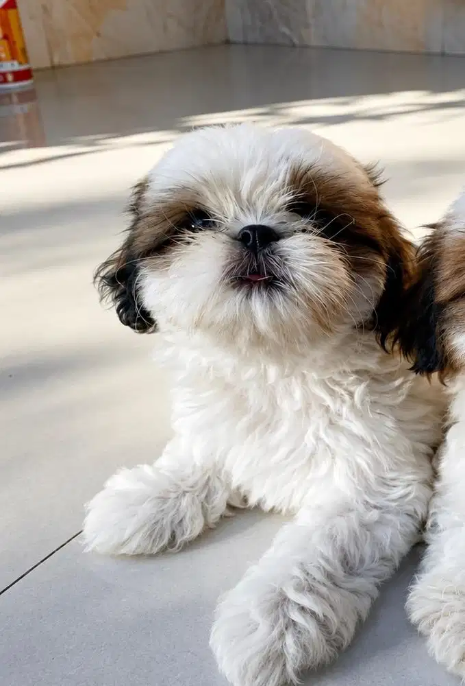 Dijual anak anjing shih tzu