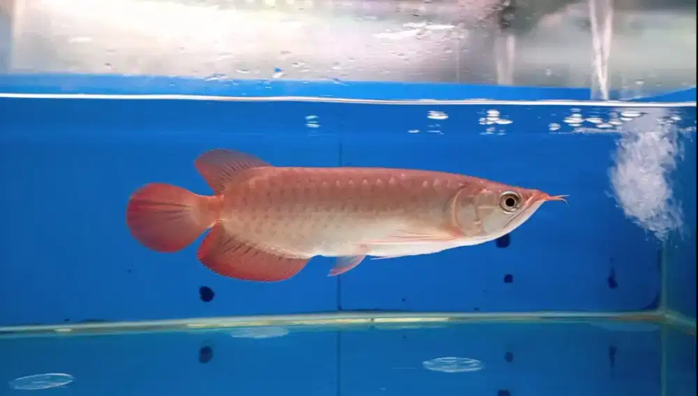 Arwana super red 24 cm
