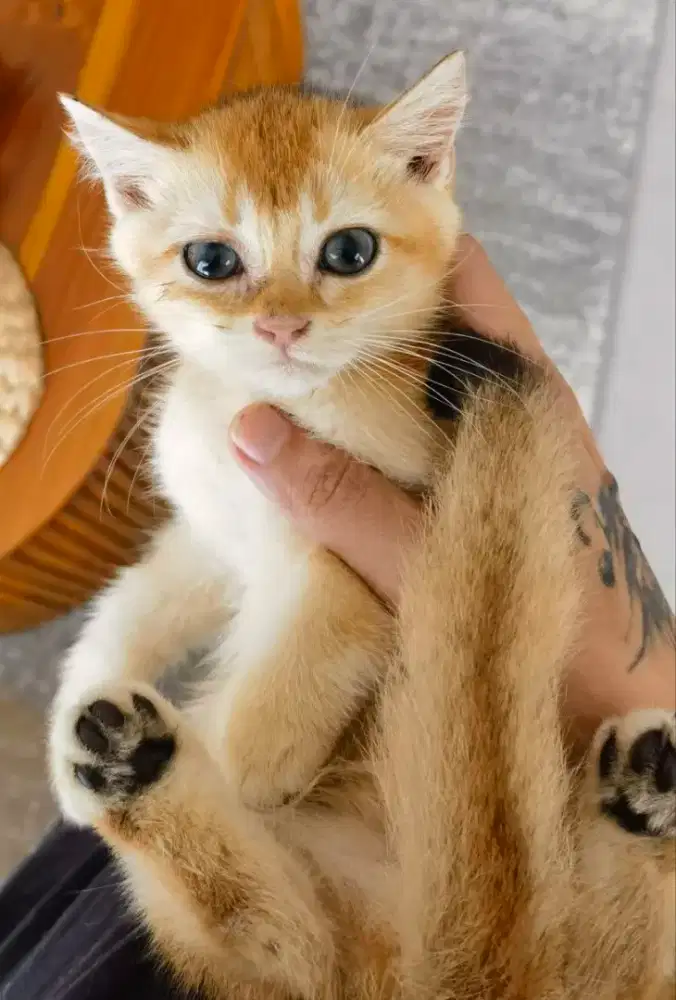 British Shorthair / BSH Golden Jantan