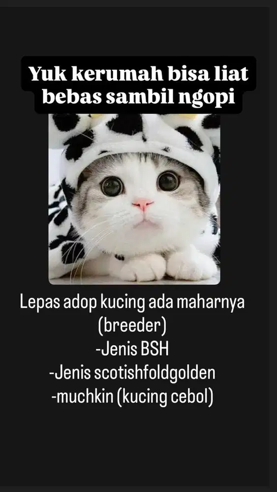 Kucing BSH X muchkin jantan