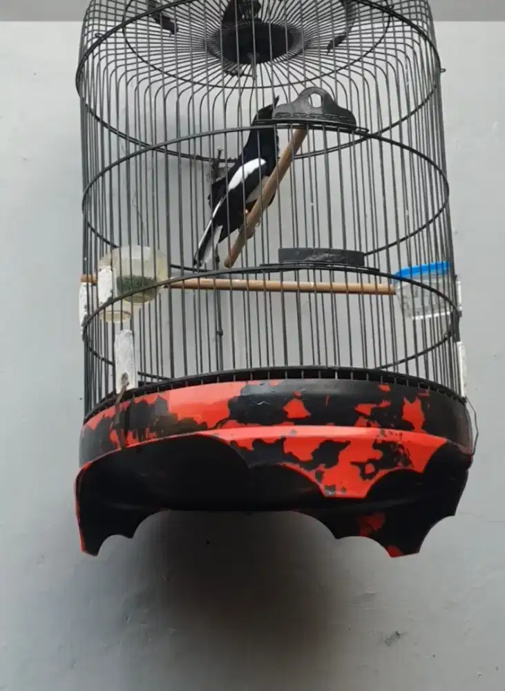 Burung kacer prestasi