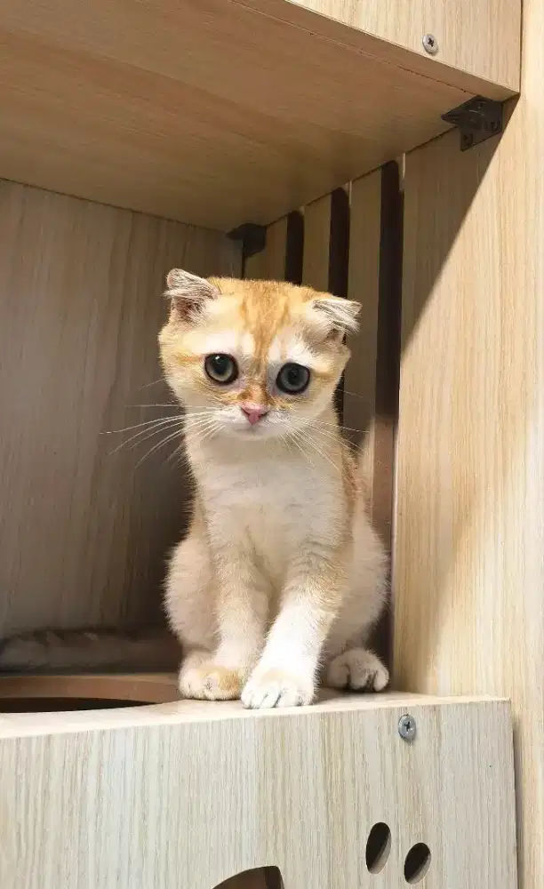 Scottish Folds / Sfs NY12 Betina