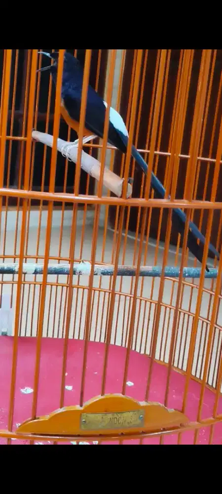 Murai batu ekor panjang gacor