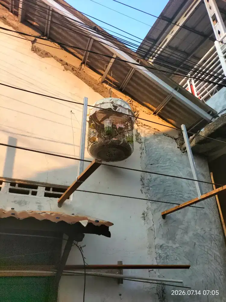 burung perkutut loka