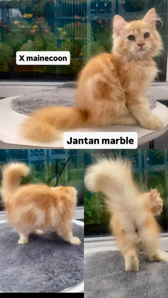 Kitten jantan X Mainecoon