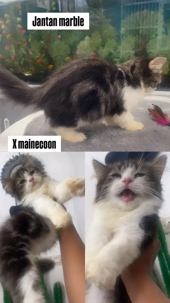 Kitten jantan x mainecoone