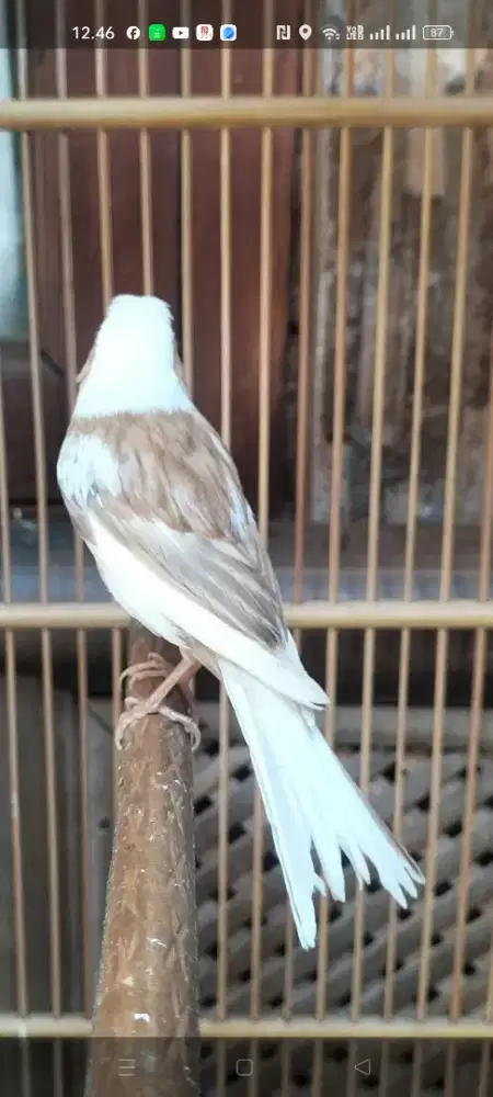 Burung kenari betina mocca dara