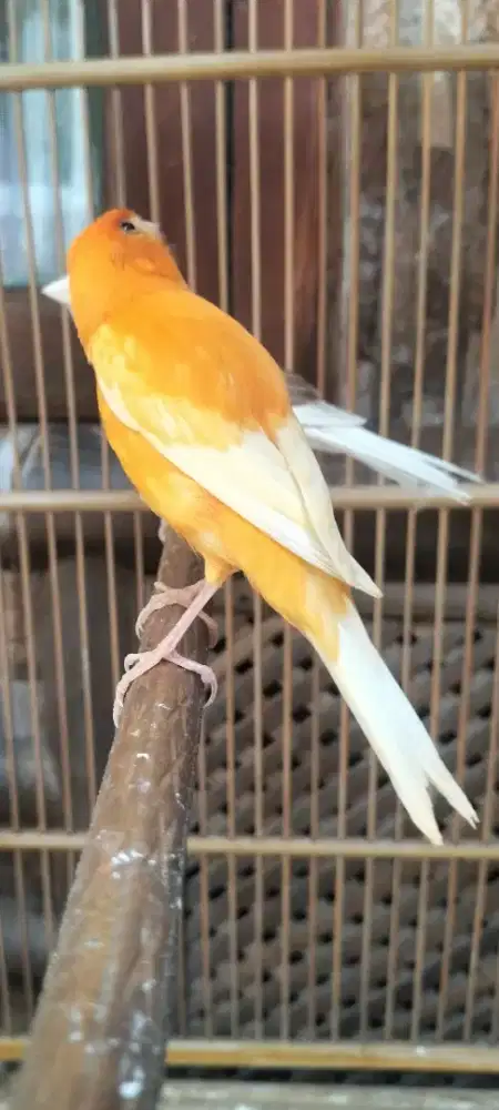 Burung betina oren wortel dara siapan