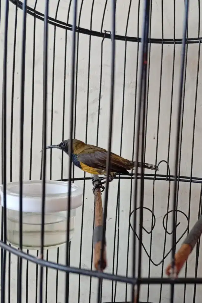 Burung Sogun ngalas