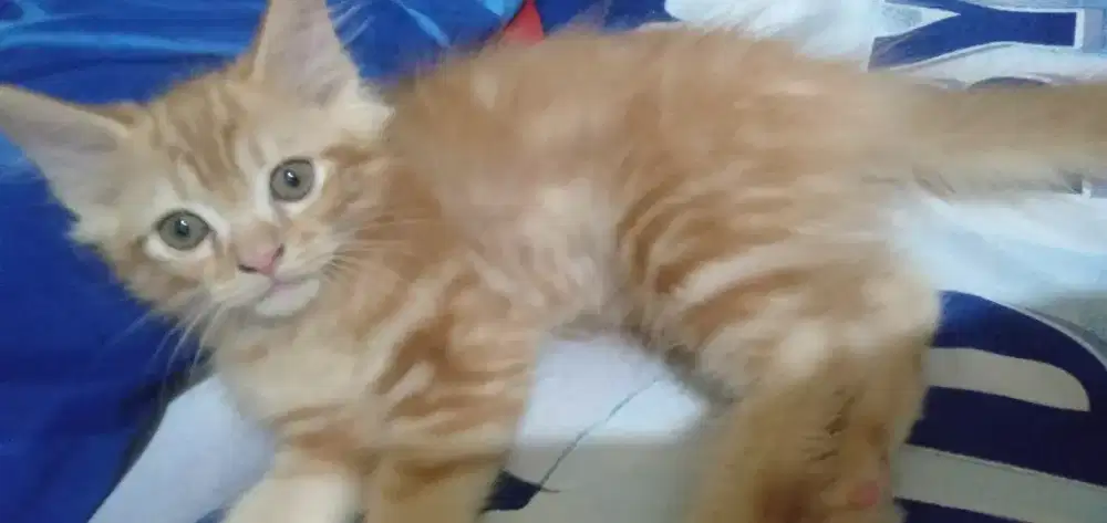 Kucing kitten Persia medium mix flatnose