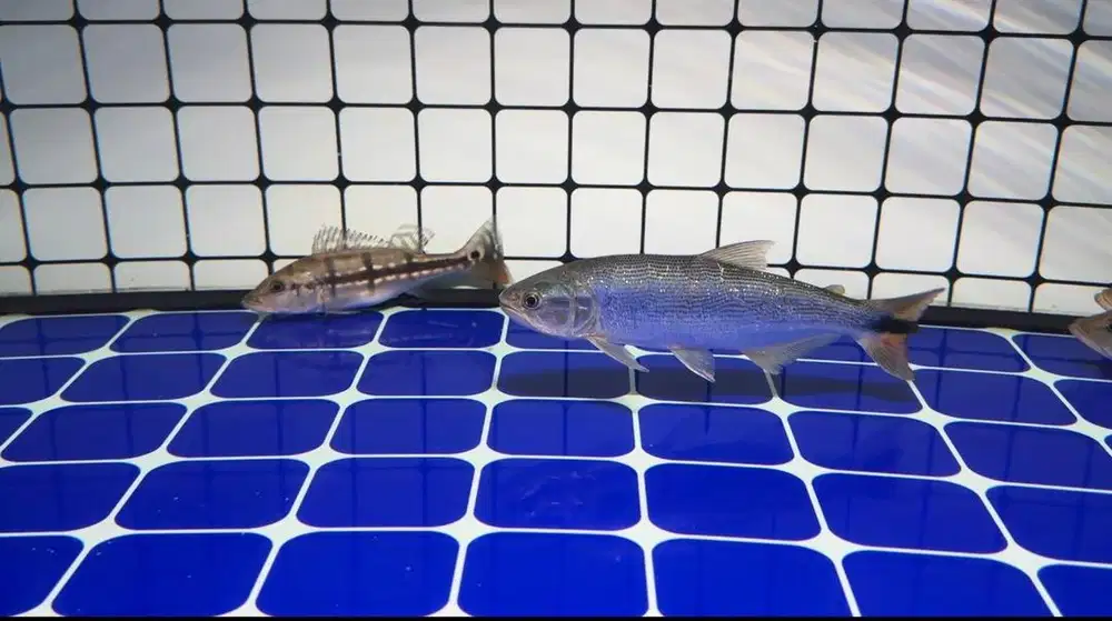 Ikan predator golden dorado 25/25 termurah