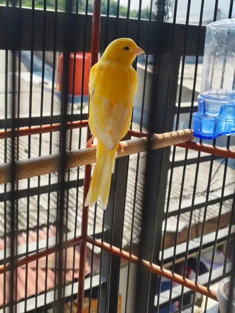 Kenari warna cantik