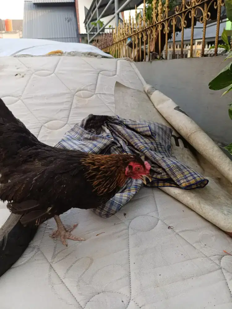 Dijual cepat ayam kate babon