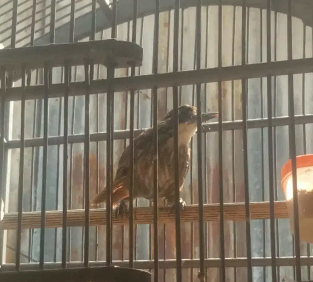 burung poksay rowo plus kandang besi