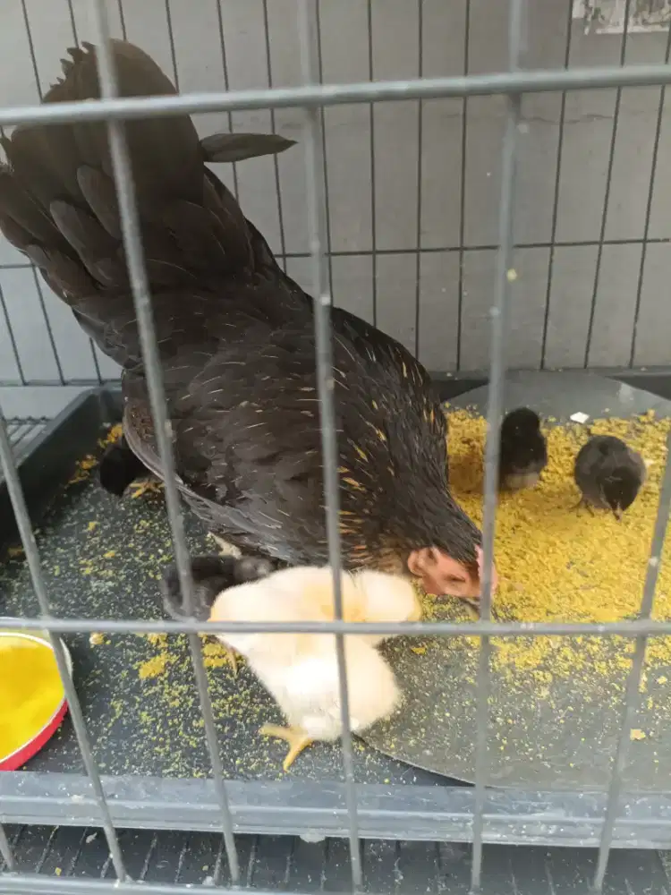 Dijual cepat indukan ayam kate bawa anak 7 ekor