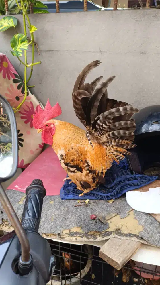 Dijual cepat ayam kate jago warna jali