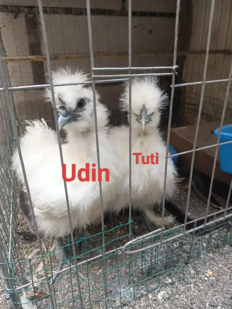 Ayam silky sepasang remaja