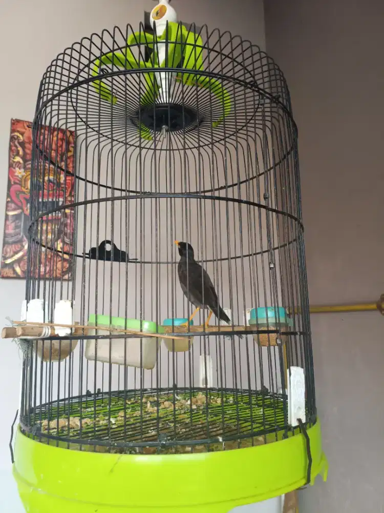 Dijual cepat burung jalak kebo rajin jinak gacor