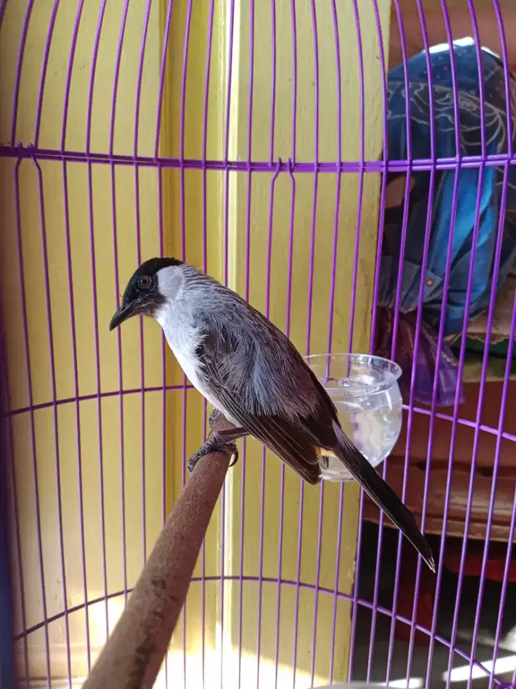 Burung kutilang betina