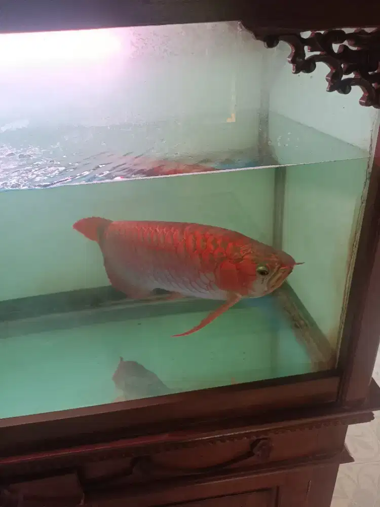 Ikan arwana super red( plus chip)