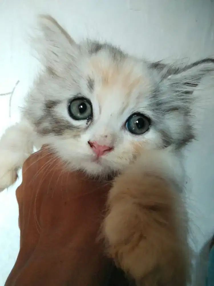 Kitten Persia x persia