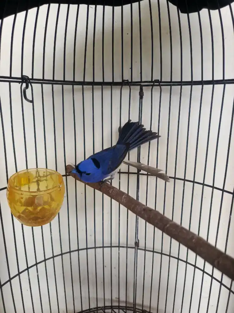 burung selendang biru jantan
