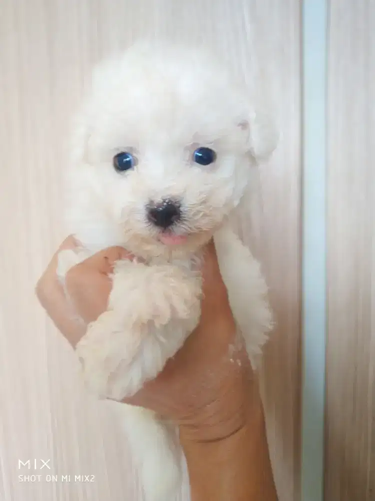 Jual Anakan Bichon Murmer