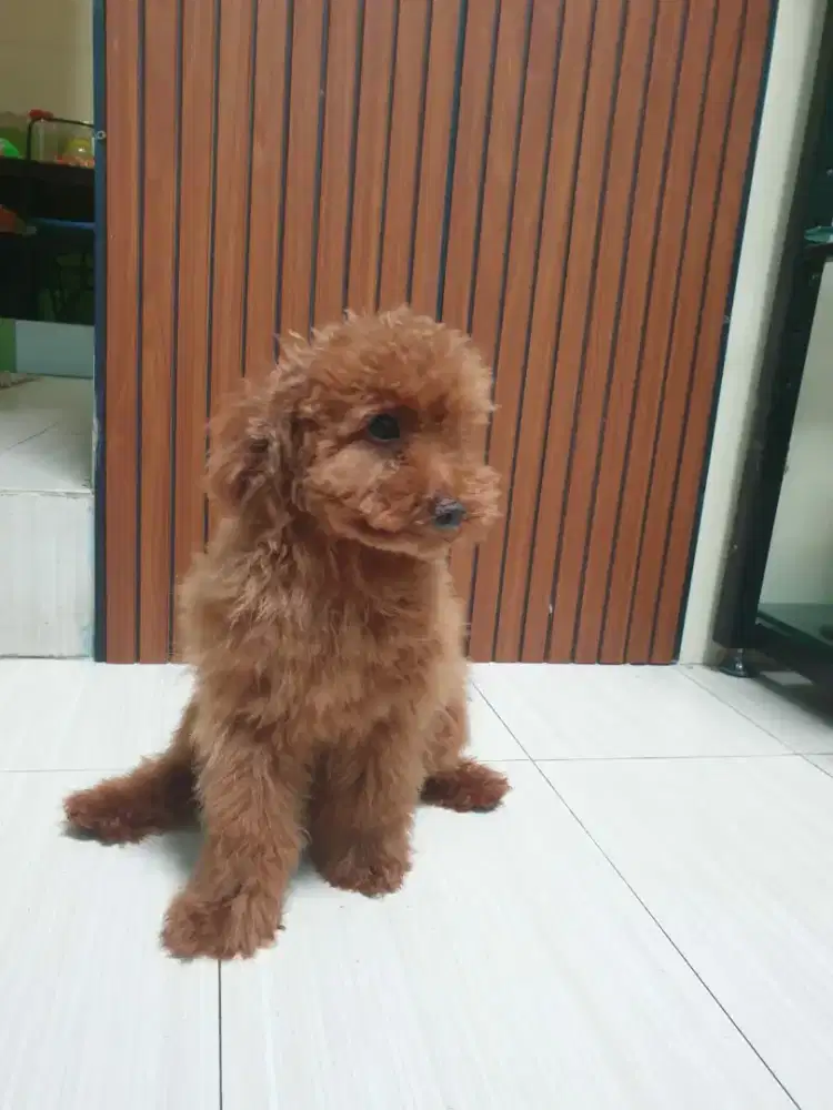 Tiny toy poodle umur 7 bulan