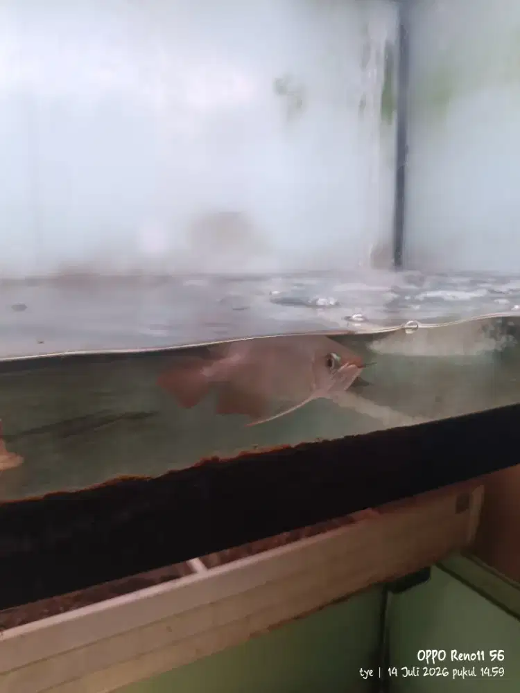 Dijual ikan arwana lengkap chip