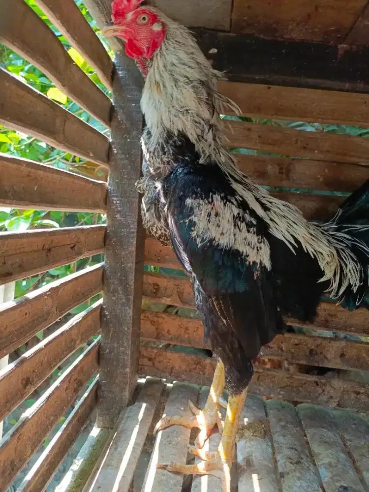 AYAM JAGO KAMPUNG