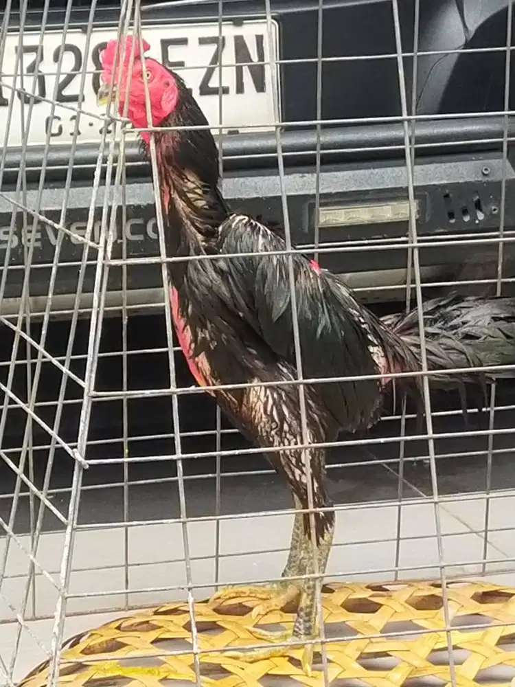 ANAK AYAM BLACKBULL ASLI TRAH ANTONY MEDAN  HITAM KUMBANG  1 BULAN