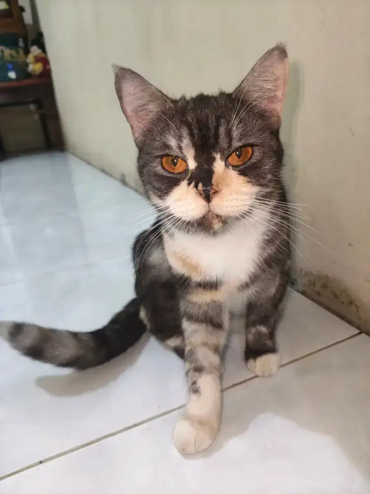Jual bayarin nih kucing British