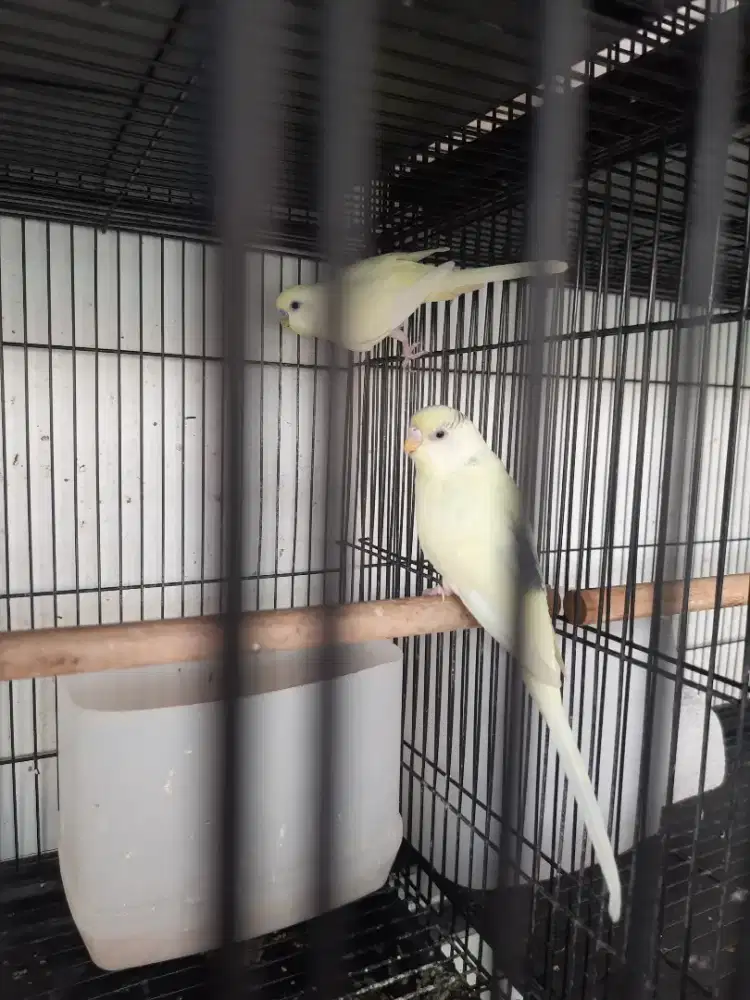 Burung parkit mutasi