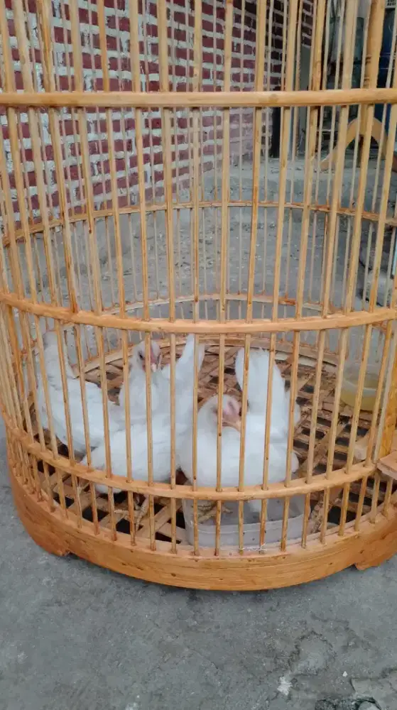 Ayam kate hias mataraman murah
