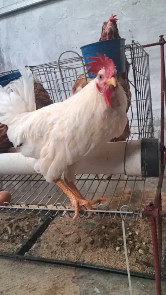 Ayam kate putih