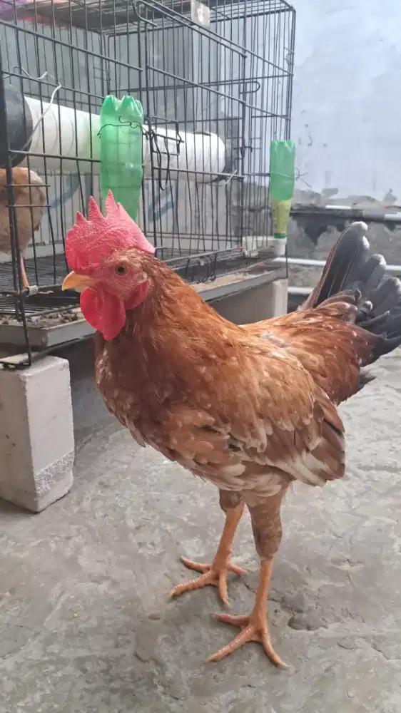 Sepasang ayam elba siap produksi