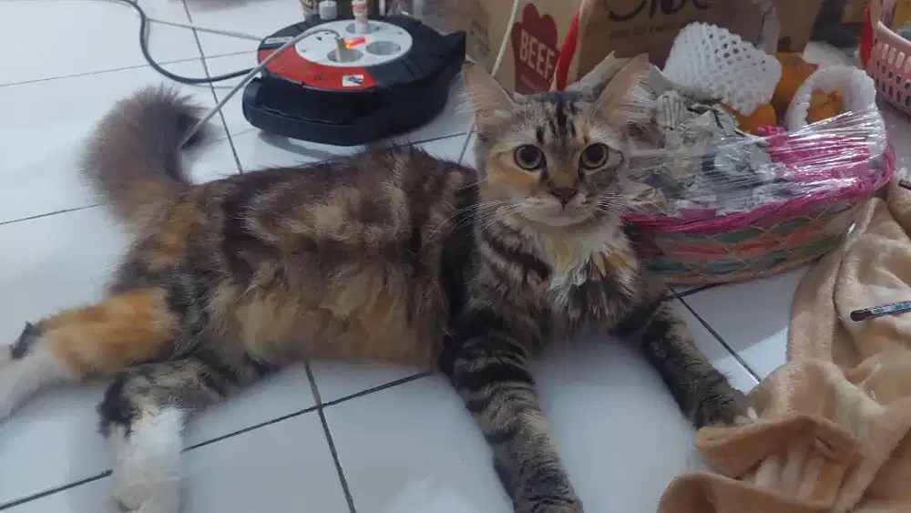 Kucing peaknose x persmed