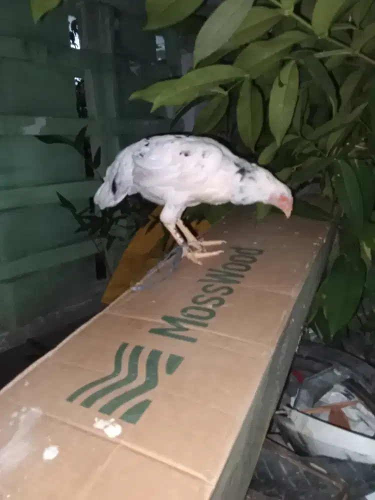 Ayam betina kmpng.