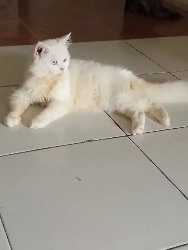 Kucing Persia putih jantan